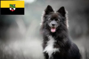 Lees meer over het artikel Pomsky fokkers en pups in Saksen-Anhalt