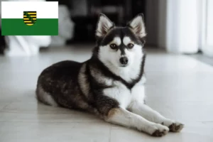 Lees meer over het artikel Pomsky fokkers en pups in Saksen