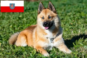 Lees meer over het artikel Pomsky fokkers en pups in Thüringen