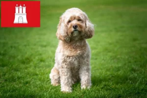 Lees meer over het artikel Cavoodle fokkers en puppies in Hamburg