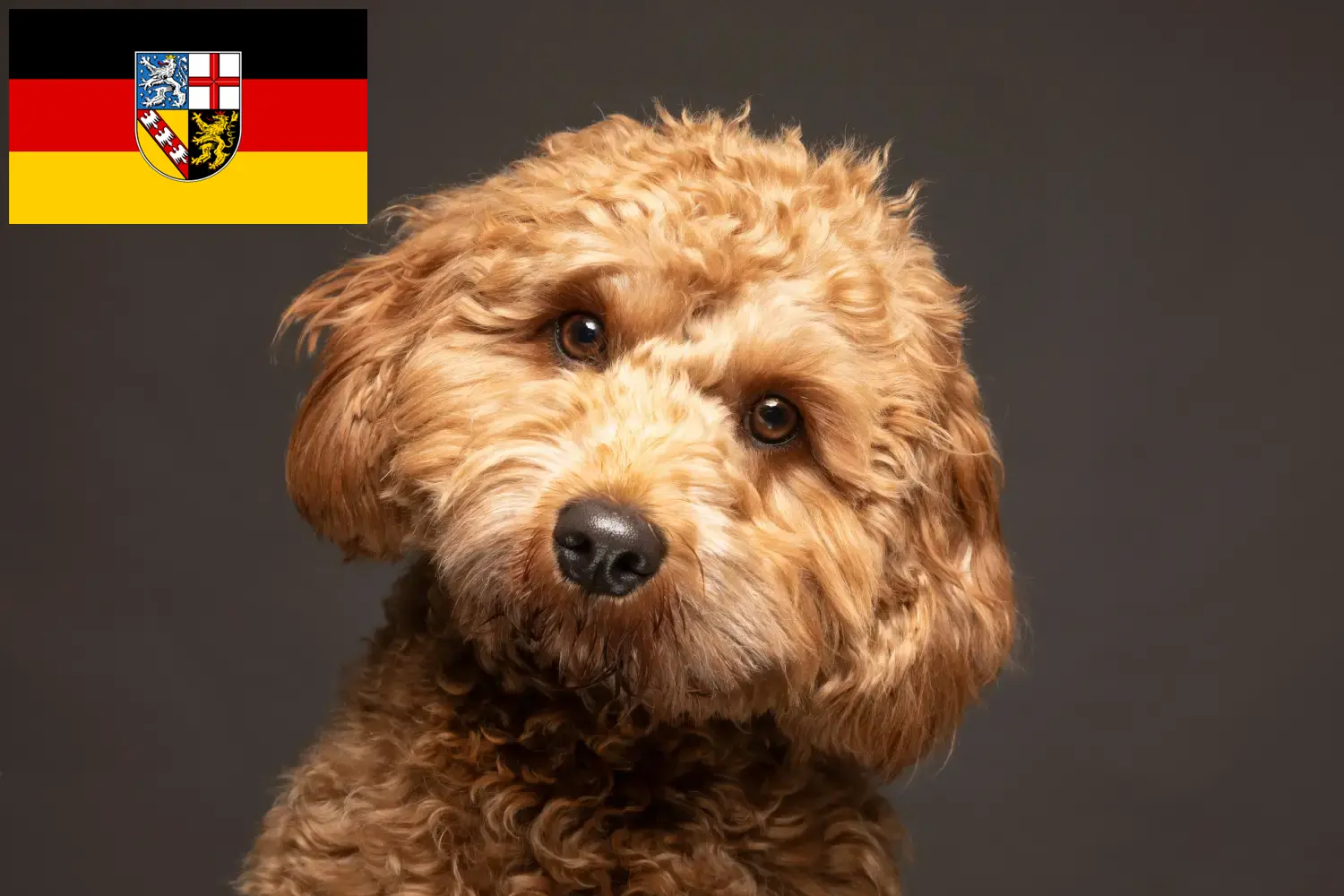 Lees meer over het artikel Cavoodle fokkers en puppies in Saarland