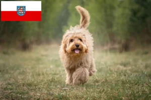 Lees meer over het artikel Cavoodle fokkers en puppies in Thüringen