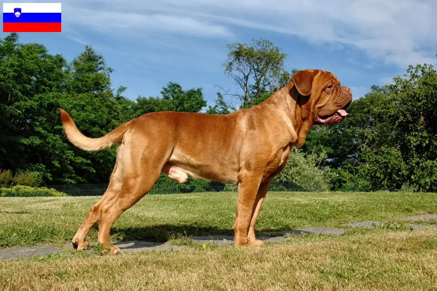 Lees meer over het artikel Dogue de Bordeaux fokkers en pups in Slovenië