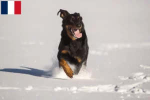 Lees meer over het artikel Berger d’Auvergne fokkers en puppies in Frankrijk