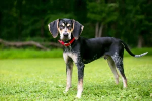 Lees meer over het artikel Bluetick Coonhound Fokker