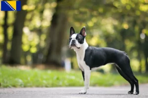 Lees meer over het artikel Boston Terrier fokkers en pups in Bosnië en Herzegovina