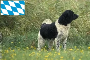 Lees meer over het artikel Friese Waterhond fokkers en pups in Beieren