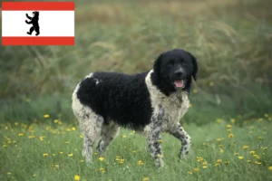 Lees meer over het artikel Friese Waterhond Fokker en Puppies in Berlijn