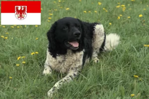 Lees meer over het artikel Friese Waterhond fokker en puppies in Brandenburg