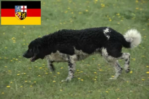 Lees meer over het artikel Friese Waterhond fokkers en pups in Saarland