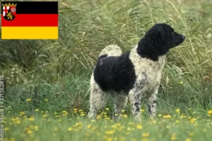 Lees meer over het artikel Friese Waterhond fokkers en pups in Rijnland-Palts