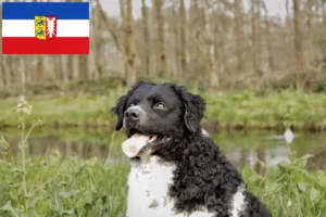 Lees meer over het artikel Friese Waterhond fokkers en pups in Sleeswijk-Holstein