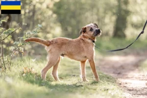 Lees meer over het artikel Hollandse Smoushond fokkers en pups in Gelderland