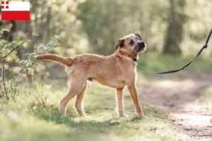 Lees meer over het artikel Hollandse Smoushond fokkers en pups in Utrecht