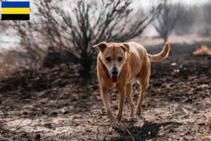 Lees meer over het artikel Indische pariahonden fokkers en puppies in Gelderland