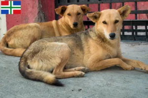 Lees meer over het artikel Indiase pariahonden fokker en puppies in Groningen