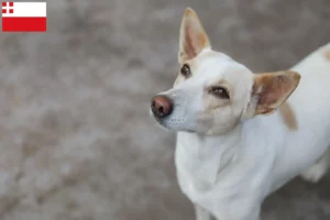 Lees meer over het artikel Indiase pariahonden fokker en puppies in Utrecht