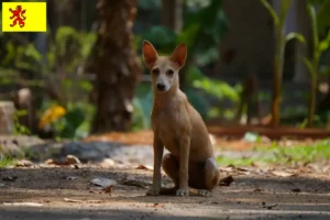 Lees meer over het artikel Indische pariahonden fokker en puppies in Zuid-Holland