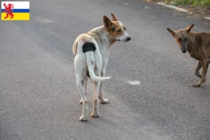 Lees meer over het artikel Indische pariahonden fokker en puppies in Limburg