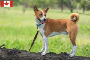 Lees meer over het artikel Basenji fokkers en pups in Canada