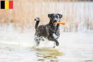 Lees meer over het artikel Cão Fila de São Miguel fokkers en puppies in België