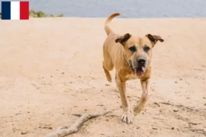 Lees meer over het artikel Cimarrón Uruguayo fokkers en pups in Frankrijk