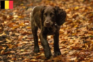 Lees meer over het artikel Duitse waakhond fokkers en puppies in België