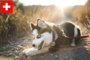 Lees meer over het artikel Pomsky fokkers en puppies in Zwitserland