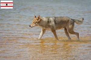 Lees meer over het artikel Tamaskan fokkers en pups in Drenthe