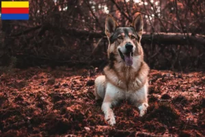 Lees meer over het artikel Tamaskan fokkers en pups in Noord-Holland