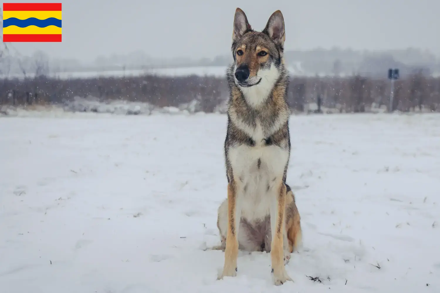 Lees meer over het artikel Tamaskan fokkers en pups in Overijssel