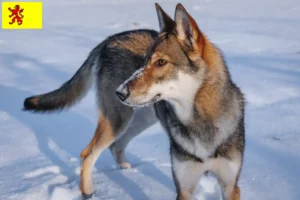 Lees meer over het artikel Tamaskan fokkers en pups in Zuid-Holland