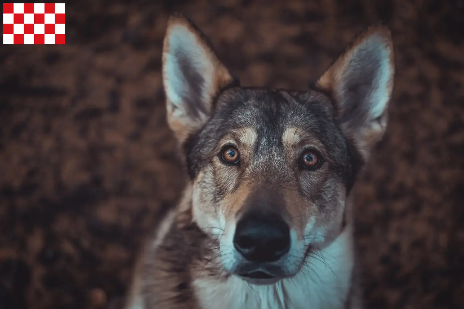 Lees meer over het artikel Tamaskan fokkers en pups in Noord-Brabant