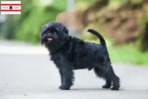 Lees meer over het artikel Affenpinscher fokkers en pups in Drenthe