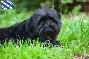 Lees meer over het artikel Affenpinscher fokkers en pups in Friesland