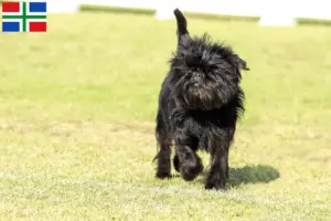 Lees meer over het artikel Affenpinscher fokkers en pups in Groningen