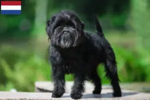 Lees meer over het artikel Affenpinscher fokkers en pups in Nederland