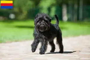 Lees meer over het artikel Affenpinscher fokkers en pups in Noord-Holland