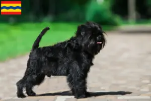 Lees meer over het artikel Affenpinscher fokkers en pups in Overijssel