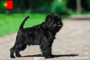 Lees meer over het artikel Affenpinscher fokkers en pups in Portugal