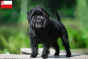 Lees meer over het artikel Affenpinscher fokkers en pups in Utrecht