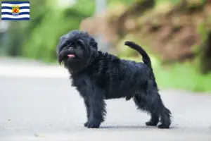 Lees meer over het artikel Affenpinscher fokkers en pups in Zeeland