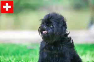 Lees meer over het artikel Affenpinscher fokkers en pups in Zwitserland