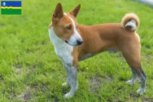 Lees meer over het artikel Basenji fokkers en pups in Flevoland