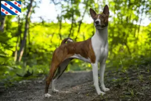 Lees meer over het artikel Basenji fokkers en pups in Friesland