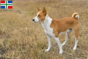 Lees meer over het artikel Basenji fokkers en pups in Groningen