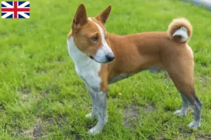 Lees meer over het artikel Basenji fokkers en pups in Groot-Brittannië