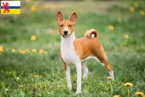 Lees meer over het artikel Basenji fokkers en pups in Limburg