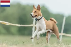 Lees meer over het artikel Basenji fokkers en pups in Nederland