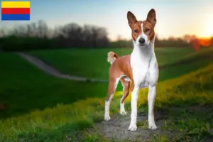 Lees meer over het artikel Basenji fokkers en pups in Noord-Holland